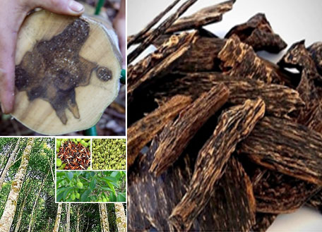 agarwood-ebtiplc