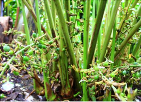 cardamom-ebtiplc