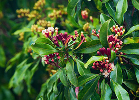 clove-ebtiplc
