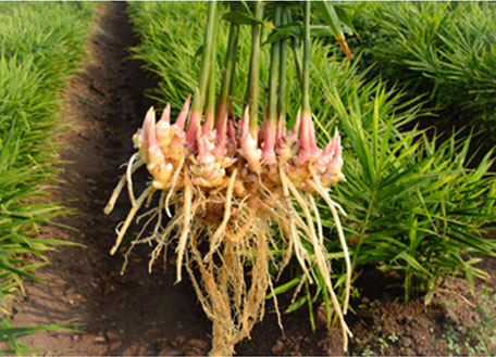 ginger-ebtiplc