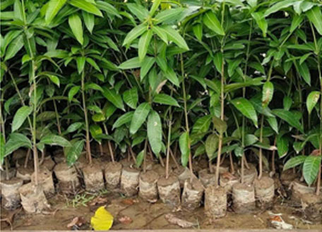 mango-ebtiplc