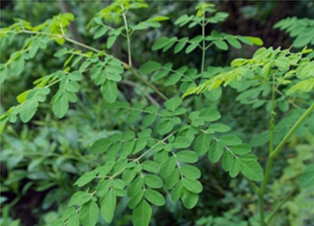 moringa-ebtiplc