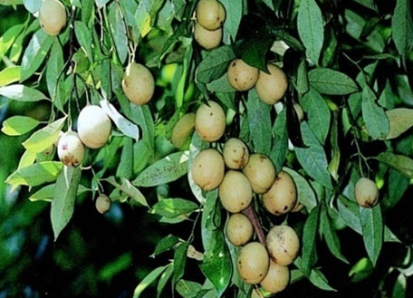 nutmeg-ebtiplc