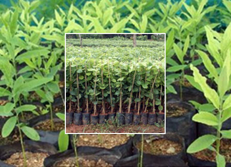 redsandalwoods-ebtiplc