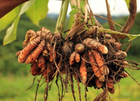 turmeric-ebtiplc